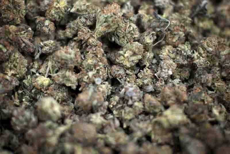 Saisie de cannabis record dans les bouches-du-rhone