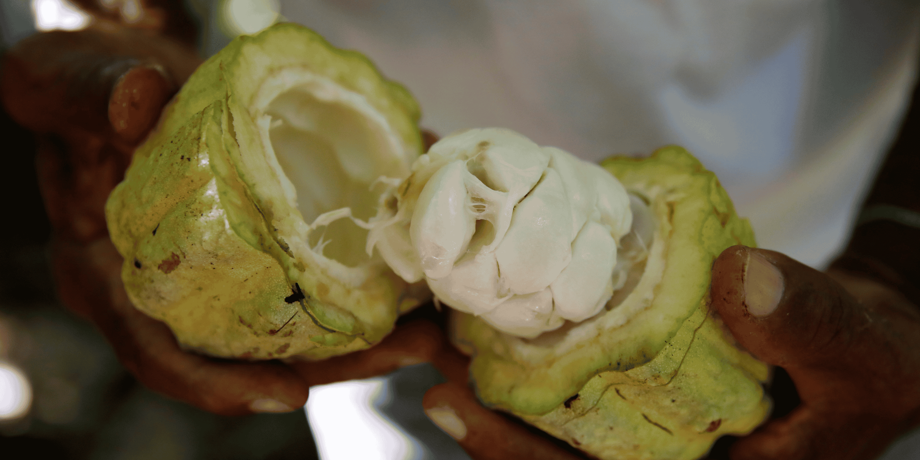 Cacao