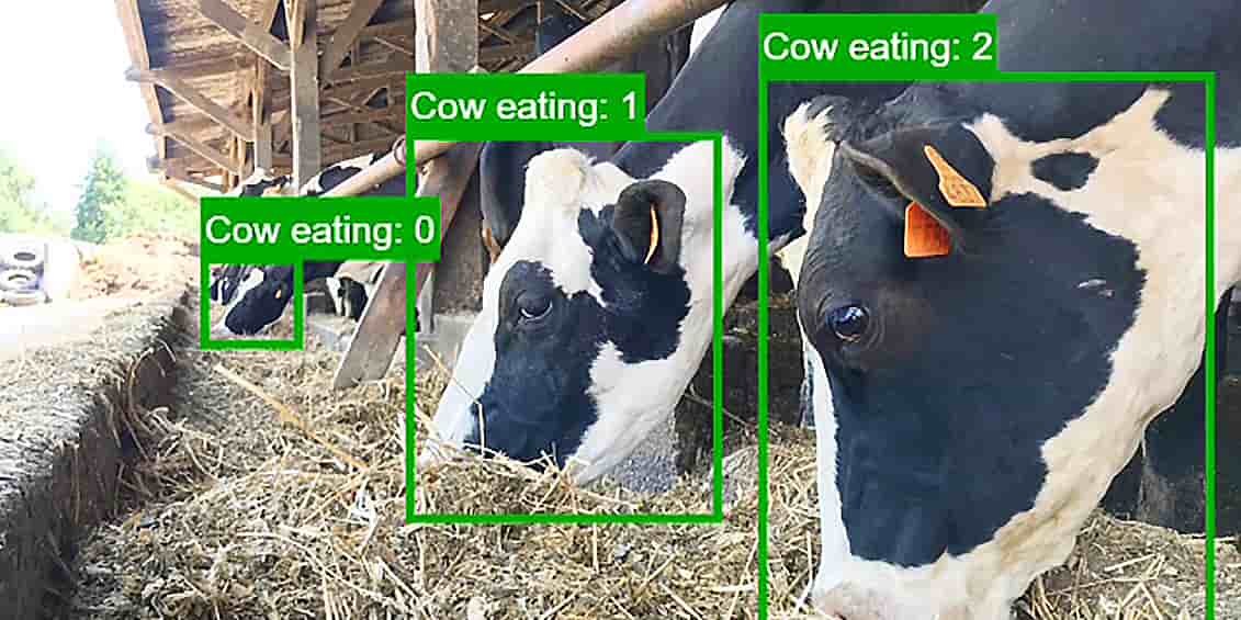 La solution déployée par Dilepix est capable de détecter de manière précoce les comportements anormaux des animaux.