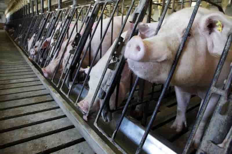 La France interdit les produits porcins américains
