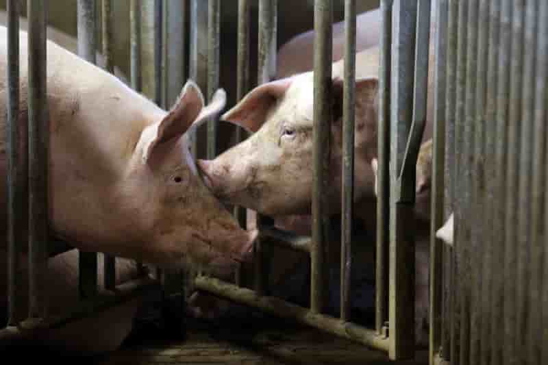 Table ronde pour trouver une issue a la crise de la filiere porcine