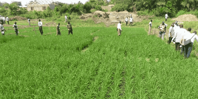 agriculture riz Ghana