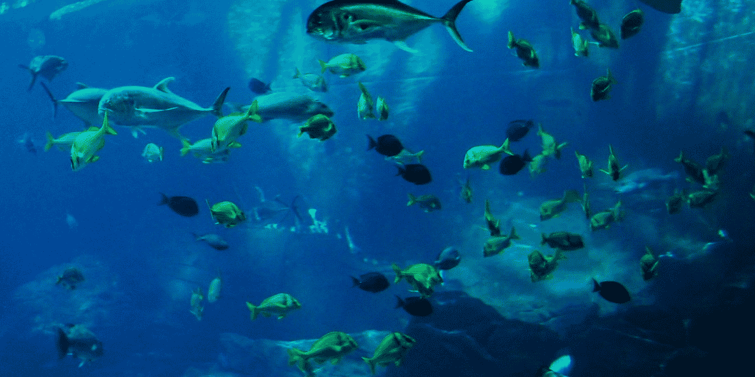 Plongée, océan, poissons