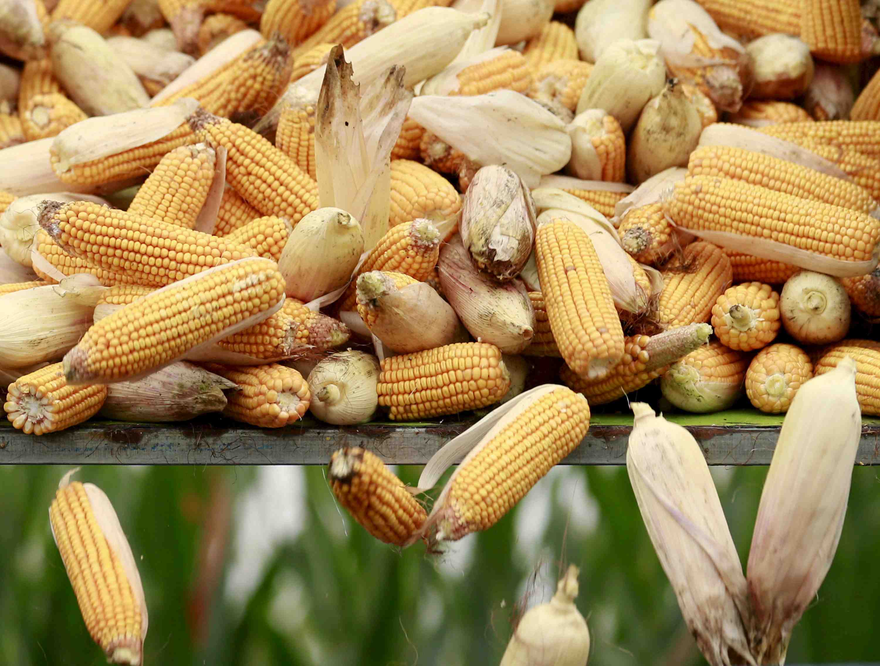 Annulation de l'arrete interdisant le mais ogm 810 de monsanto