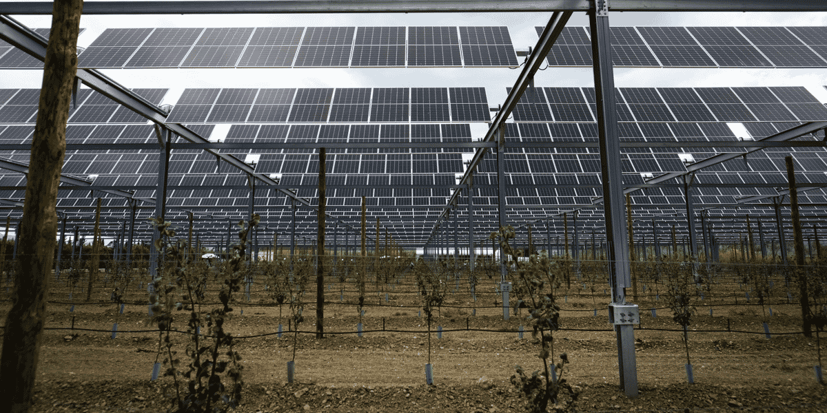 La dernière installation d'agrivoltaïsme de Sun'Agri, dans les Pyrénées-Orientales, protège un verger de jeunes poiriers de 2,7 hectares.