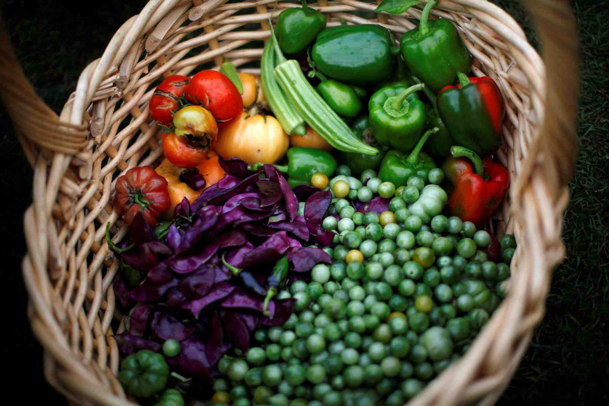 Des legumes fraichement recoltes