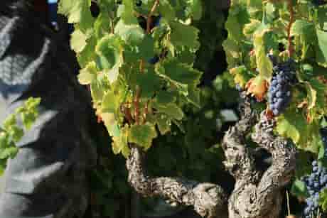 Vignes pendant les vendages