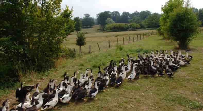 Canards