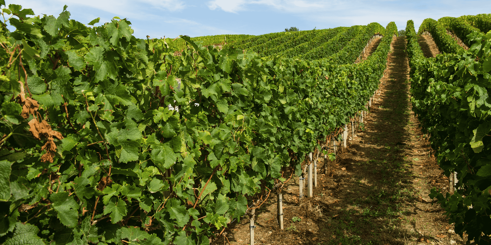 Un millier de vignerons s'étaient pré-inscrits en juillet dernier pour un total de 9.000 hectares, soit 8 % du vignoble bordelais.