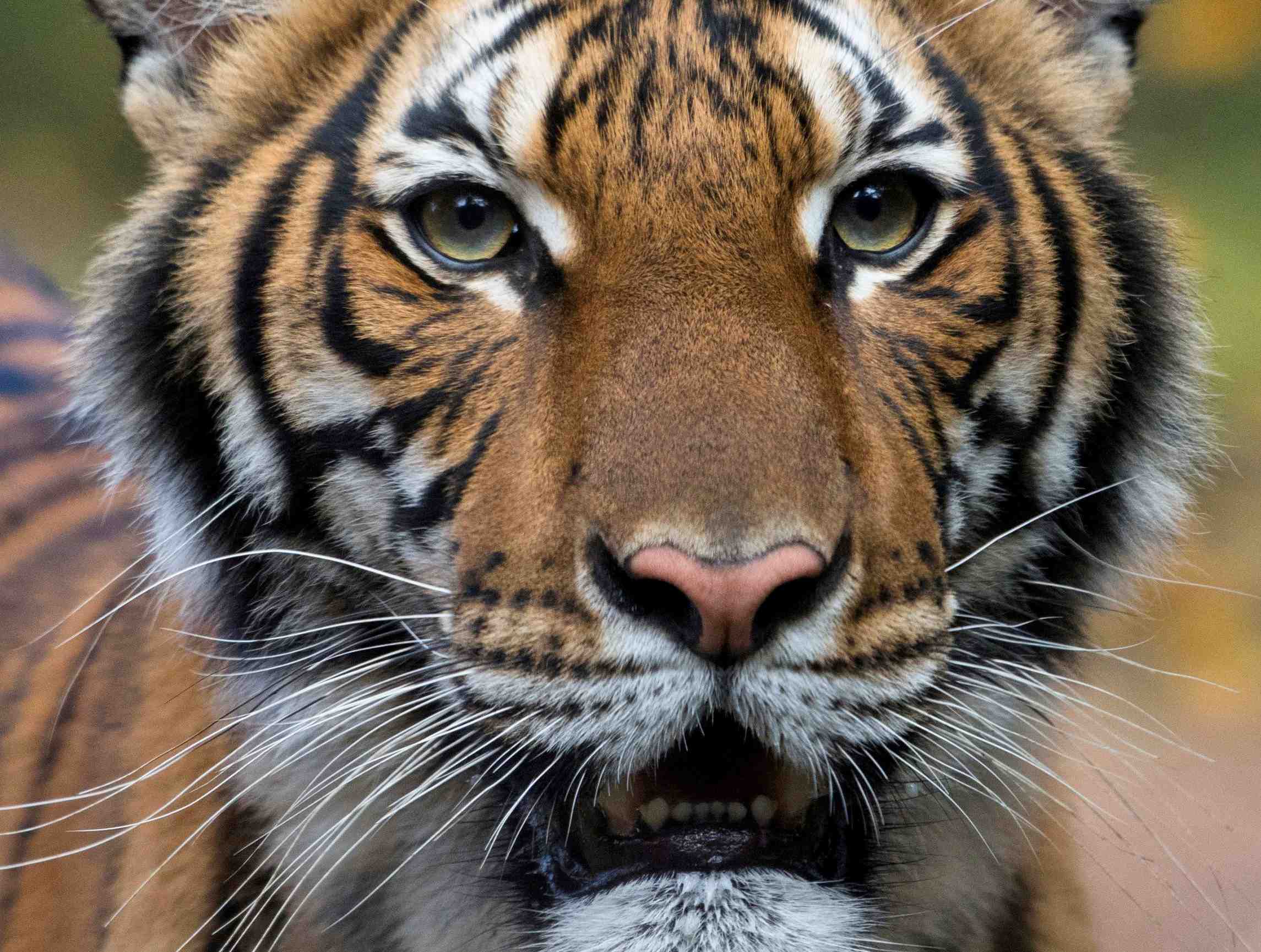 Coronavirus: un tigre contamine dans un zoo de new york