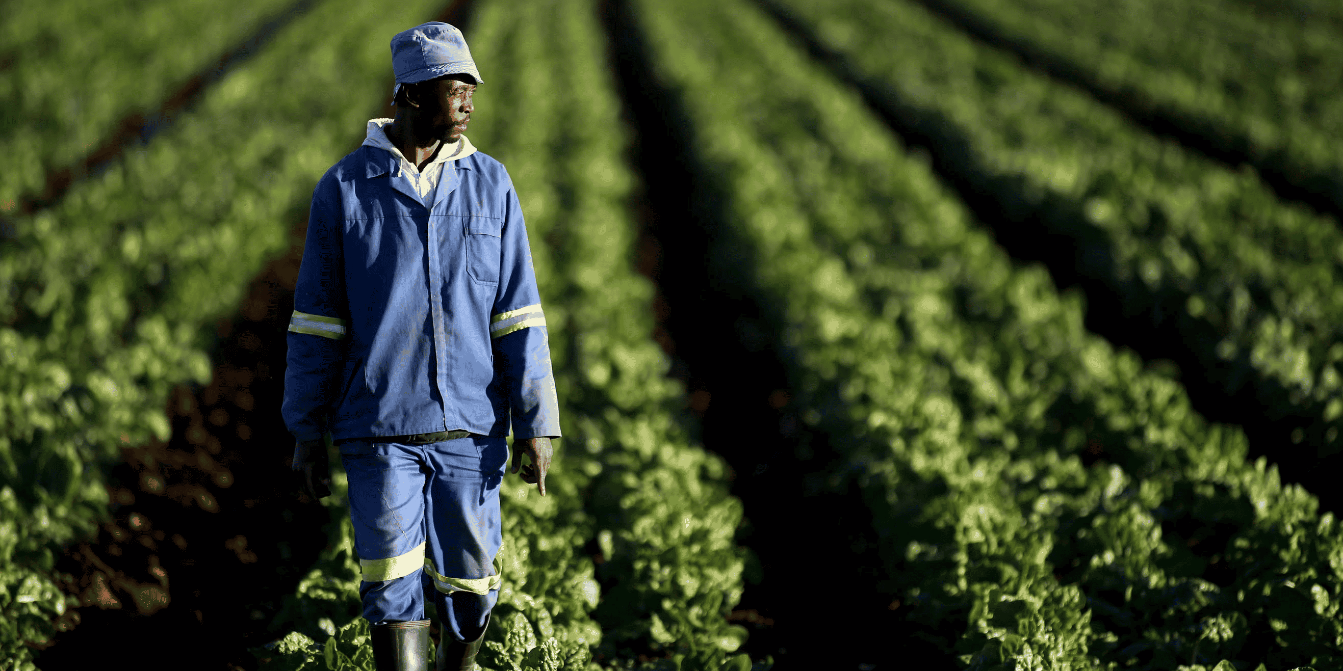 Agriculture plantation agriculteur terre ferme