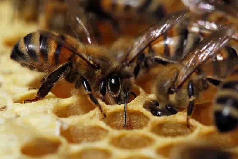 L'autorisation de pesticides tueurs d'abeilles reexaminee
