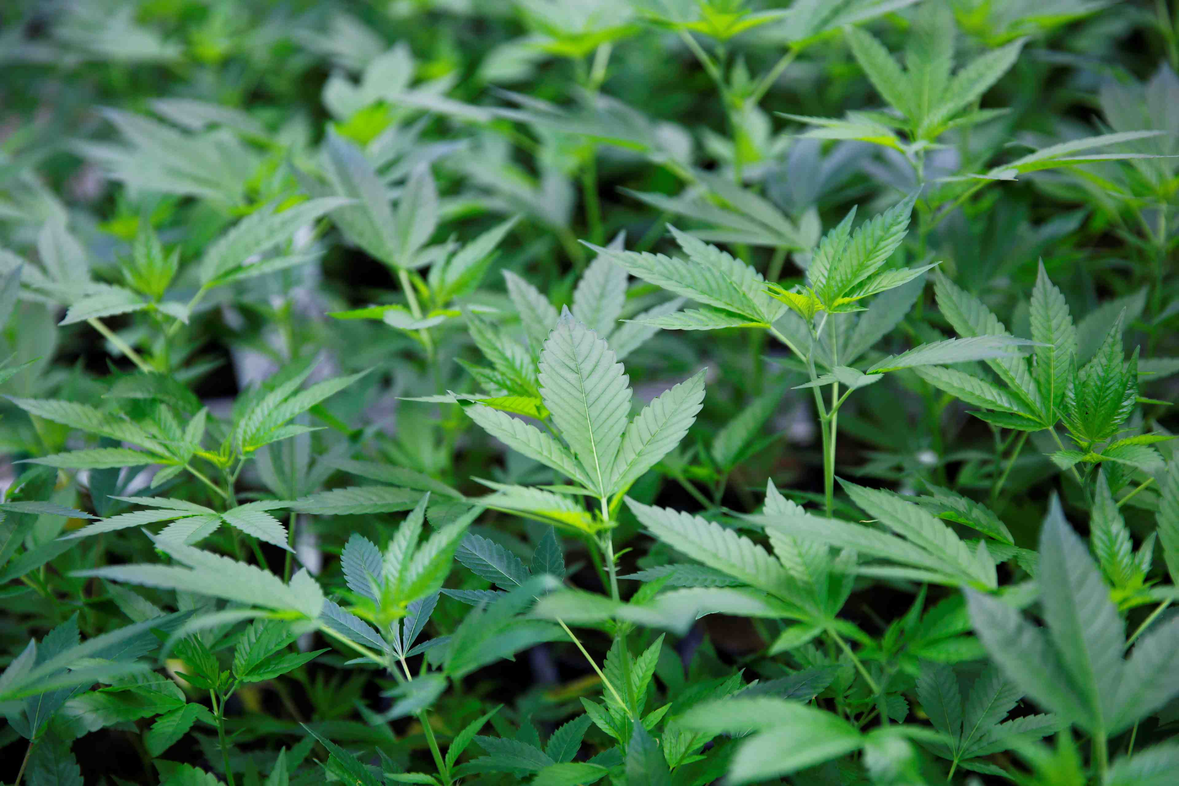 Usa: vaste operation policiere anti-cannabis en californie