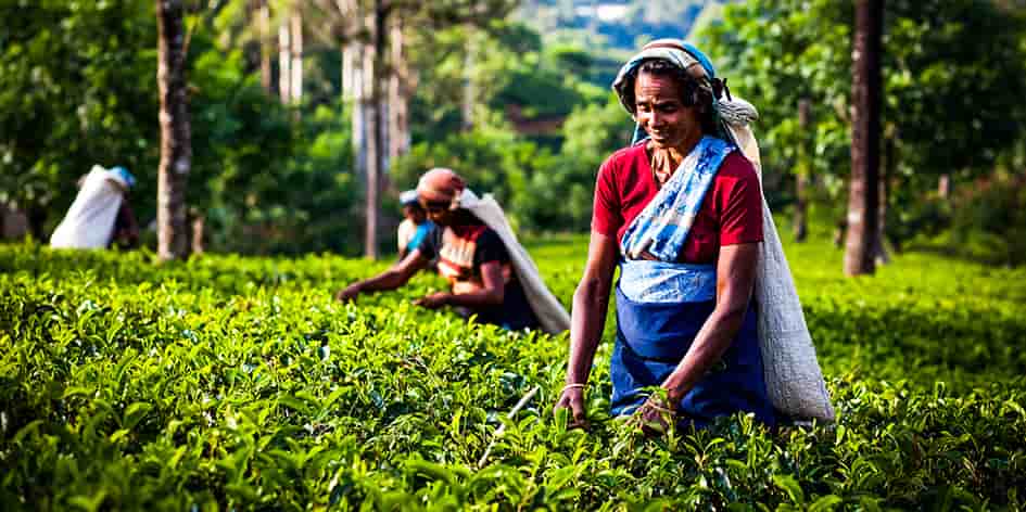 Les maisons françaises misent sur des importations de thés rares, comme ici au Sri Lanka.