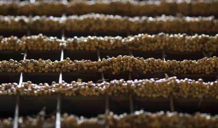 Un tribunal bresilien annule la suspension du glyphosate