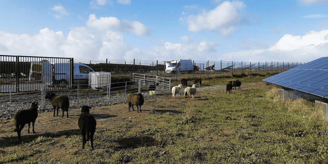 Site de Tougas à Saint-Herblain où VSB Energies a déployé un troupeau de 70 moutons pour entretenir un terrain de 14 hectares où sont implantés des panneaux solaires.