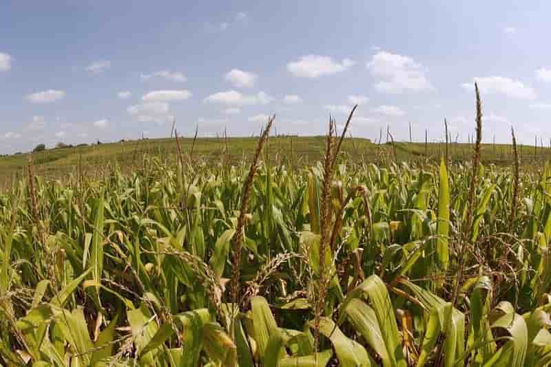 Monsanto bat le consensus au 2e trimestre