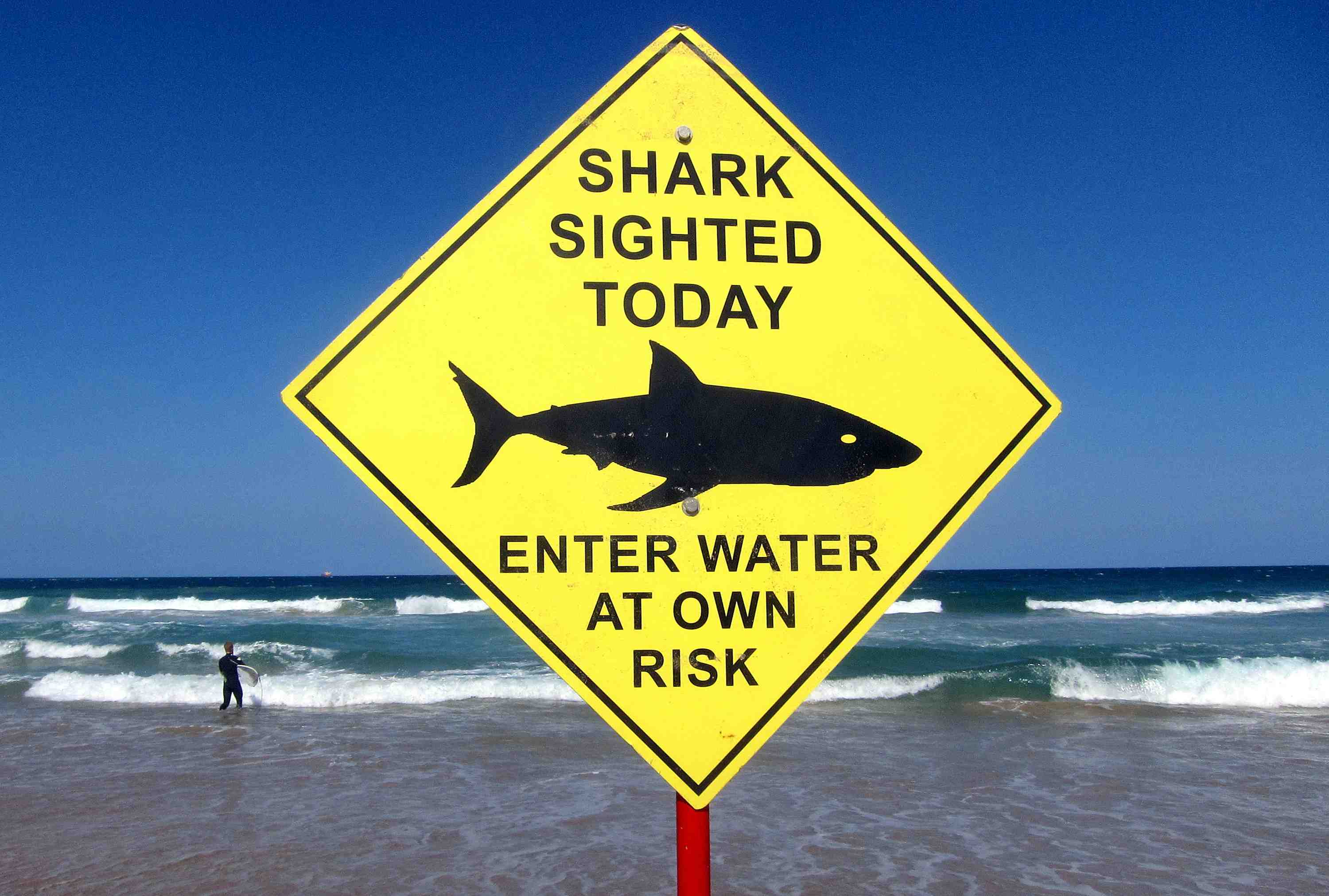 Australie-un nageur tue par un requin pres de sydney