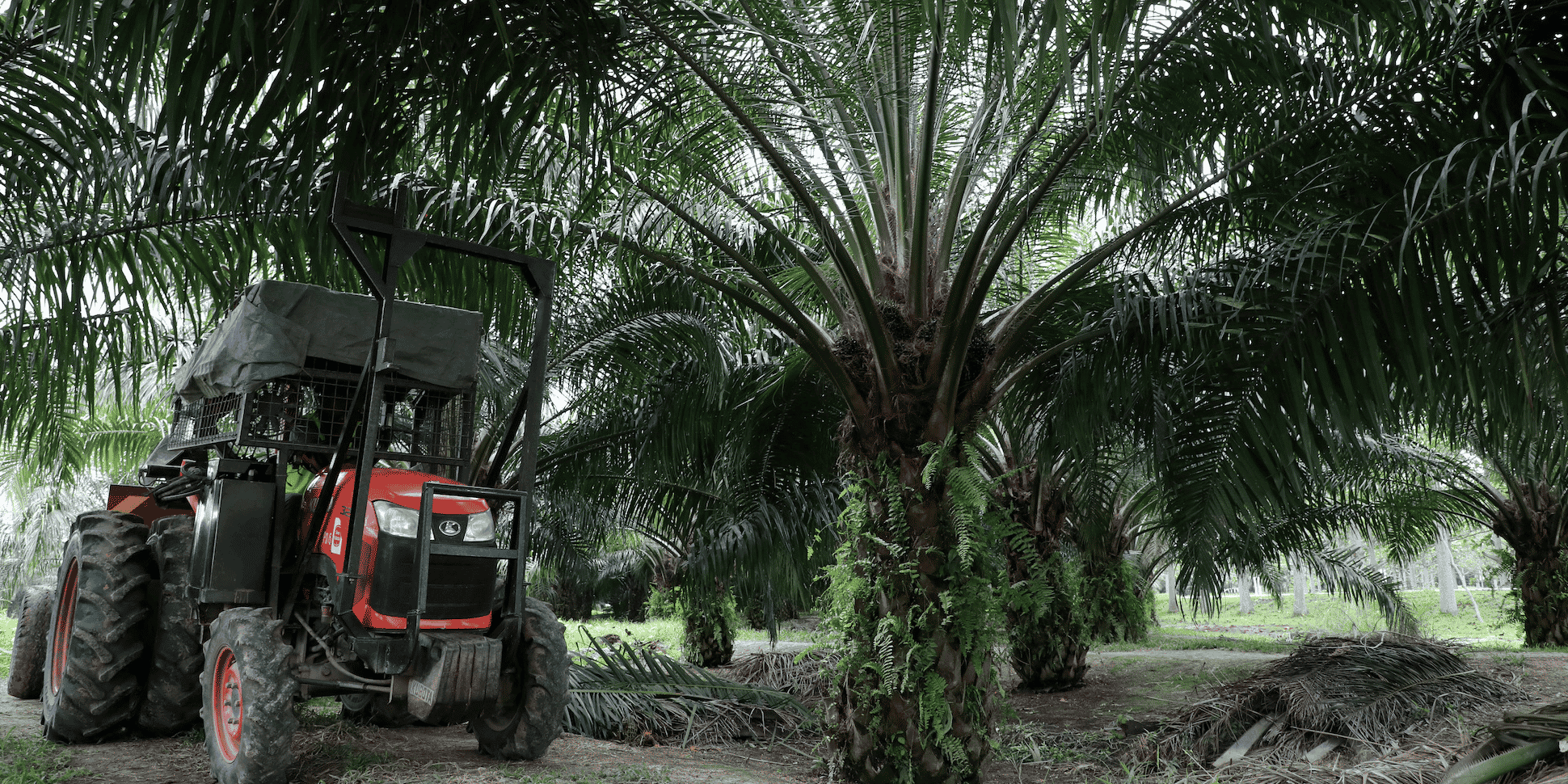 huile de palme