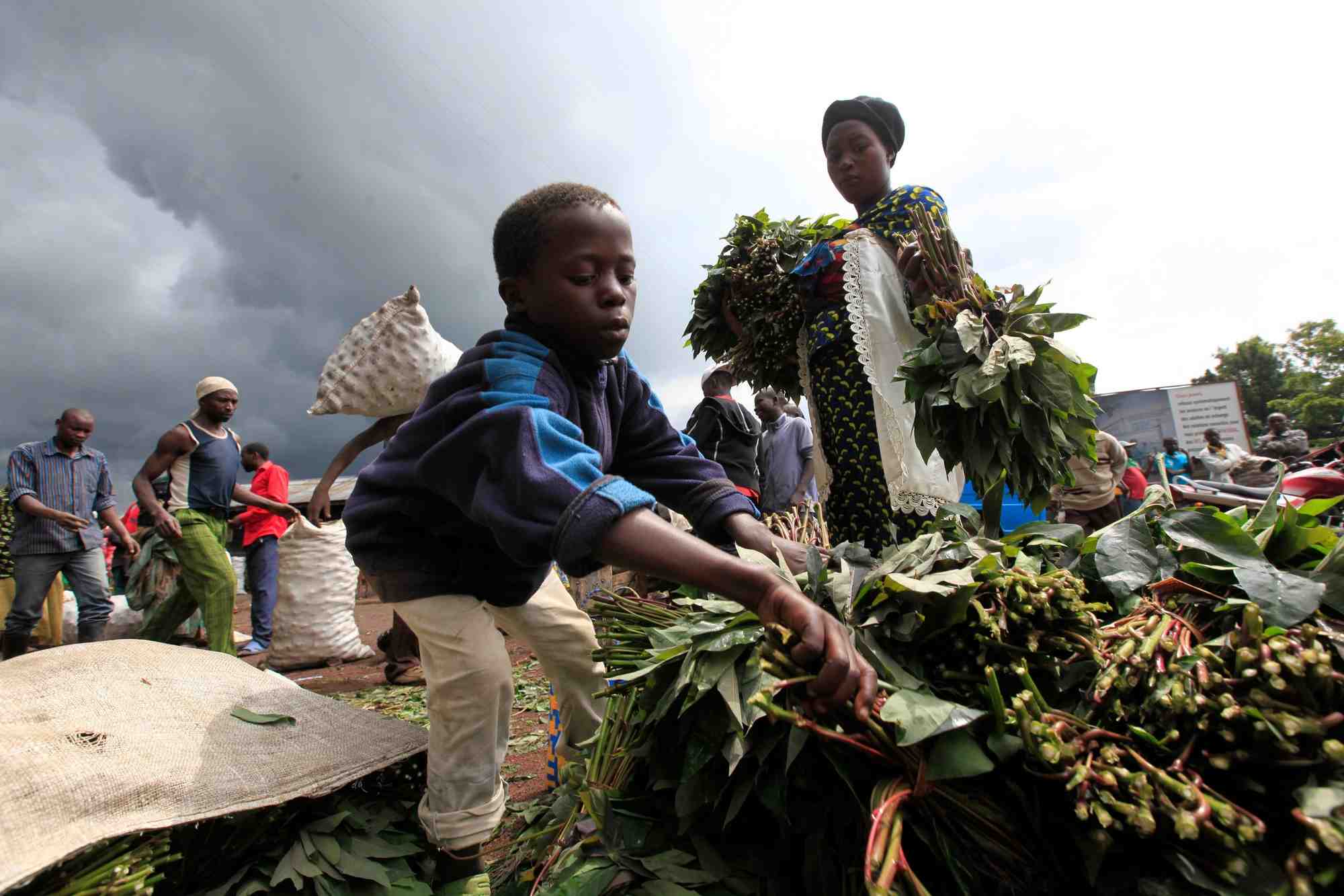 Manioc, virus, Ebola, sécurité alimentaire, Afrique,
