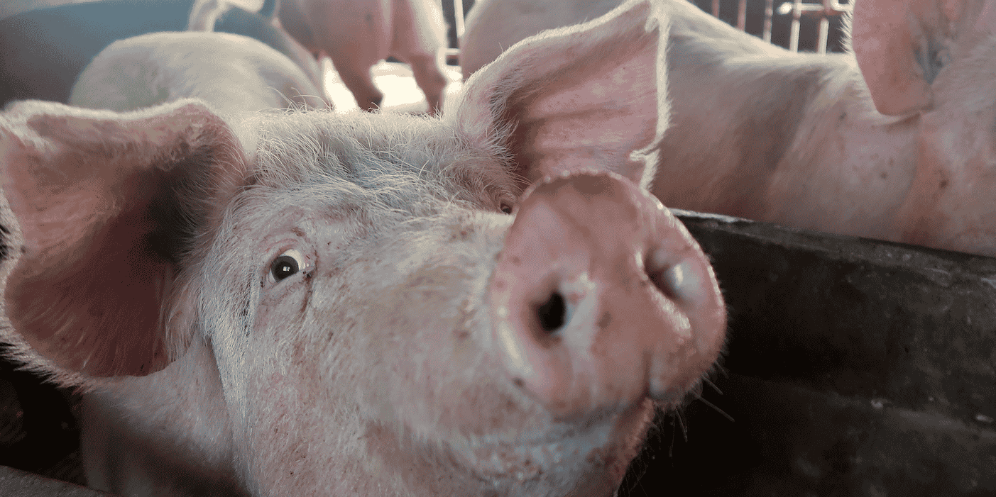 cochon