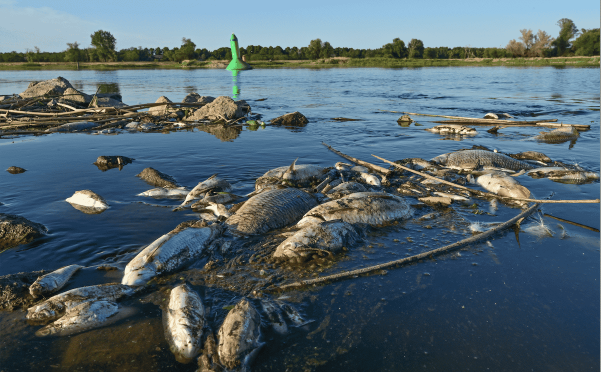 pollution chimique, fleuve Oder, Pologne, Allemagne