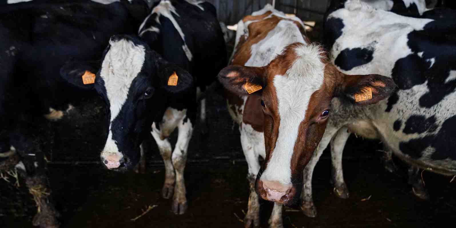 Vaches