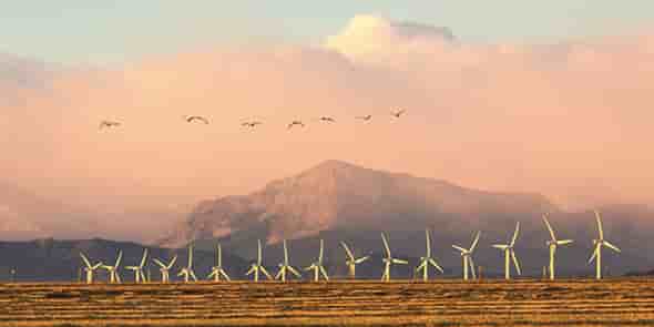 Biodiv-Wind a mis au point une solution pour protéger les oiseaux des pales d'éoliennes