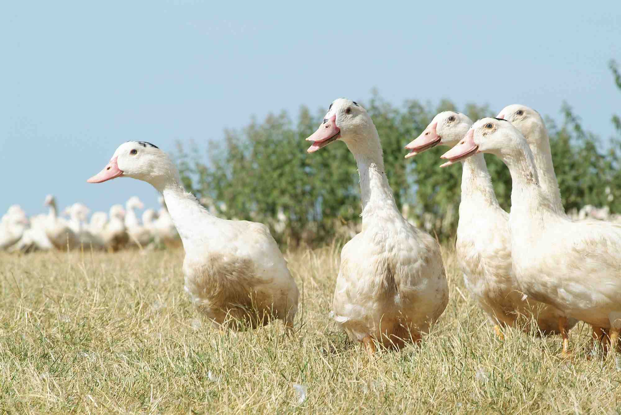 Canard Mulard - Ernest Soulard