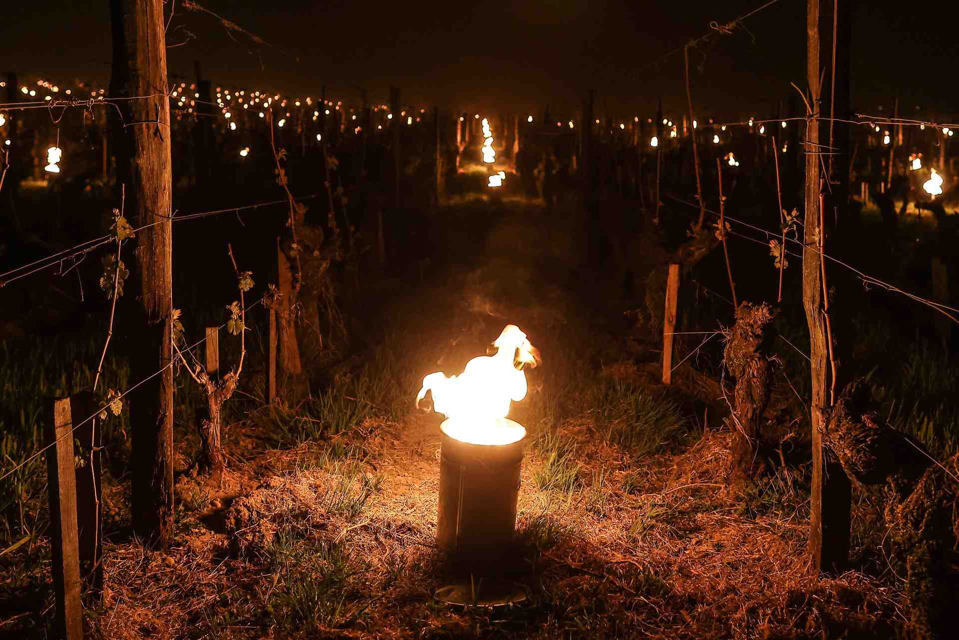 Braseros dans les vignes