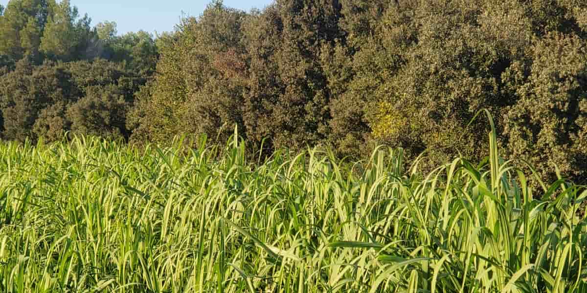 La culture de la canne à sucre, qui prospère habituellement sous des climats tropicaux, est expérimentée en Corse ou dans l'Hérault pour évaluer ses capacités d'adaptation climatique.