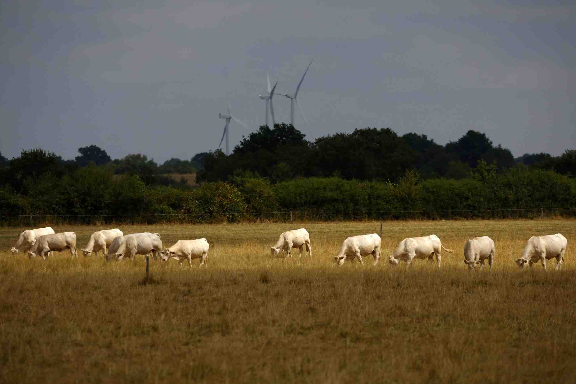 Dans de nombreux départements, les éleveurs subissent les conséquences de la sécheresse et de la canicule : volailles décimées, manque d’herbe dans les pâtures, stockages de foin et de maïs pour l’hiver déjà entamés, etc.