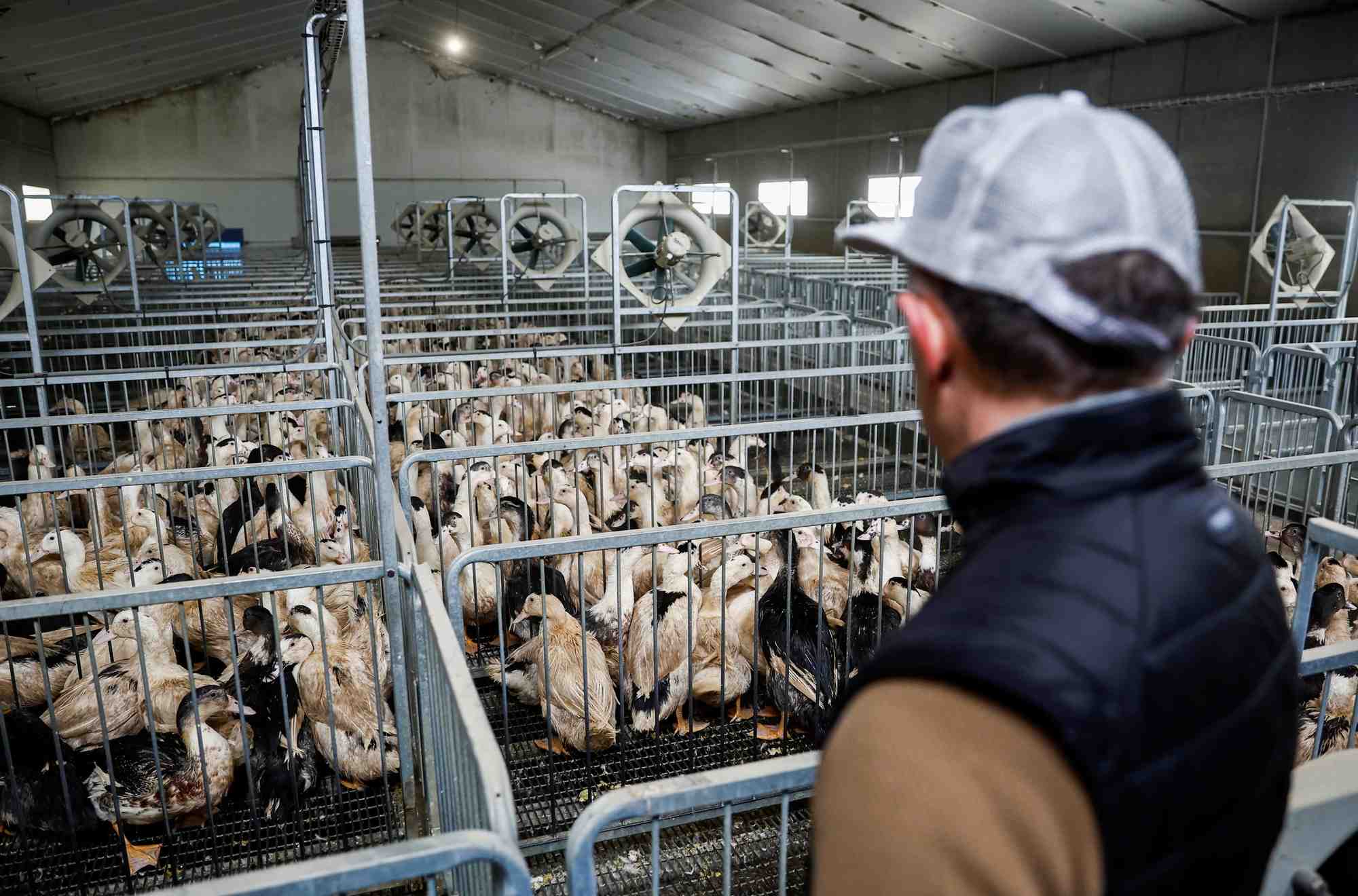 Le gouvernement a conduit une campagne de vaccination dans les élevages français de canards s'étendant du 1er octobre 2023 au 30 septembre 2024. (photo d'illustration)