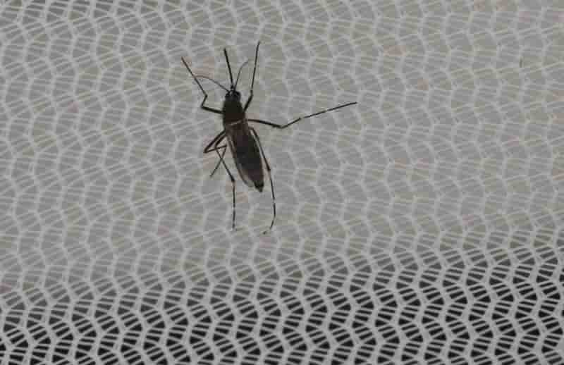 Premiers cas de zika en republique tcheque
