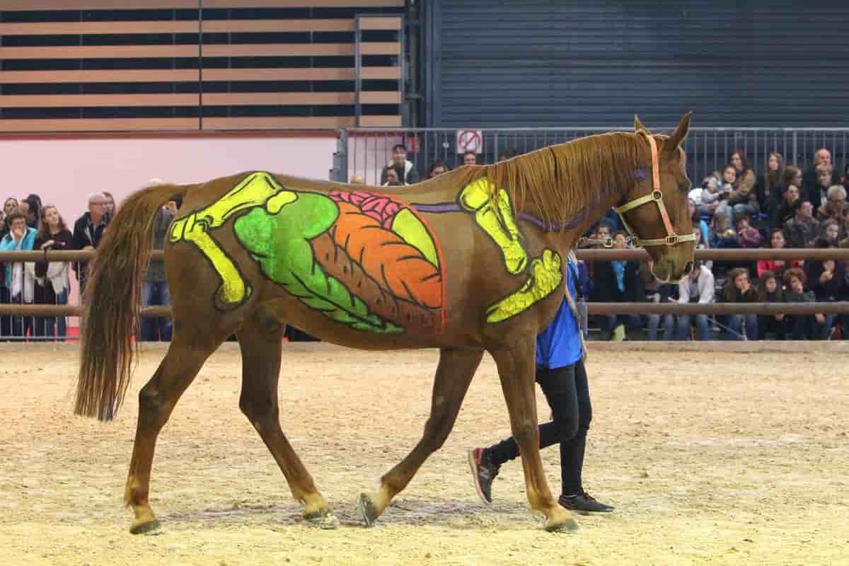 Equita