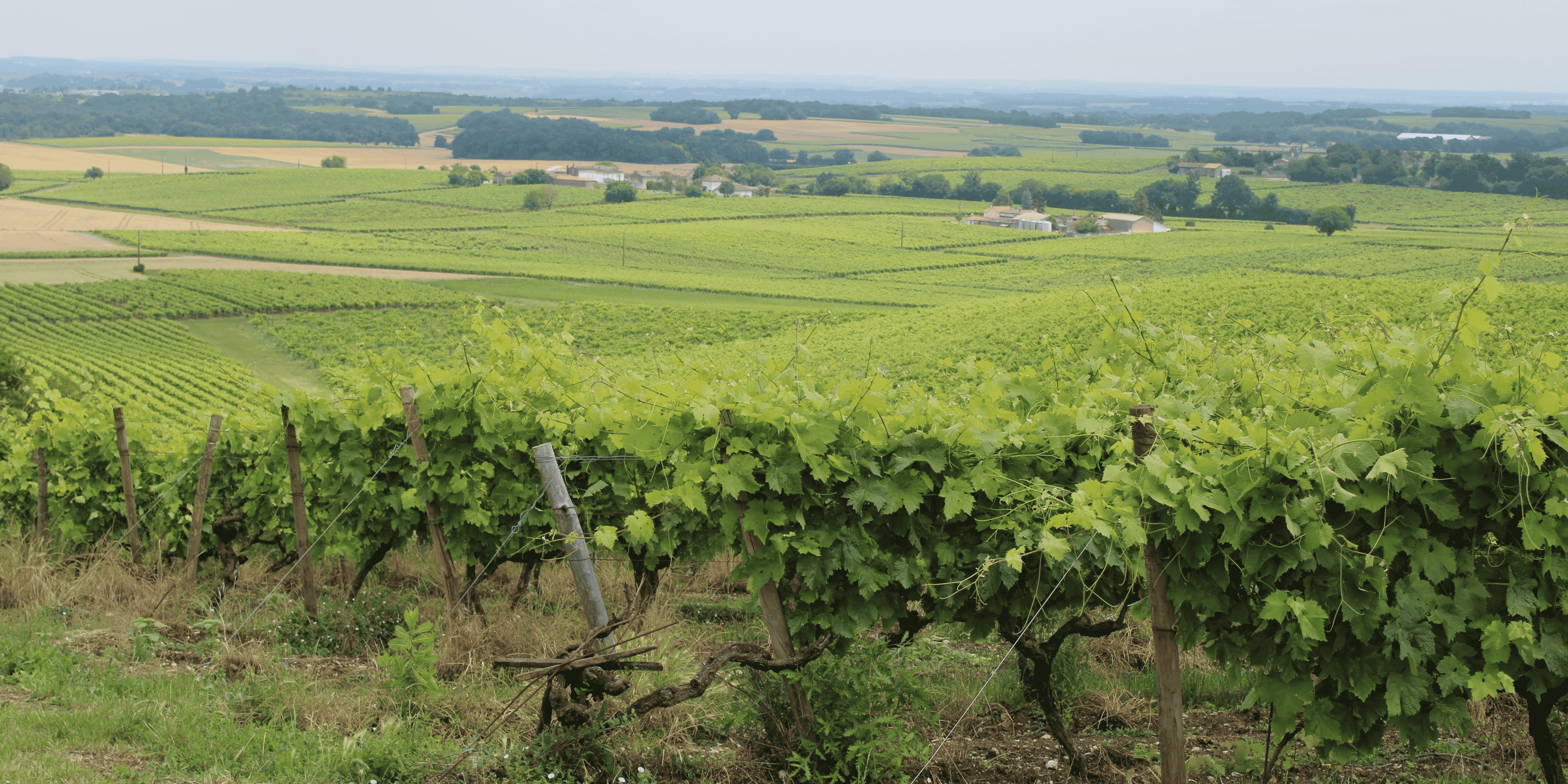 vignes cognac