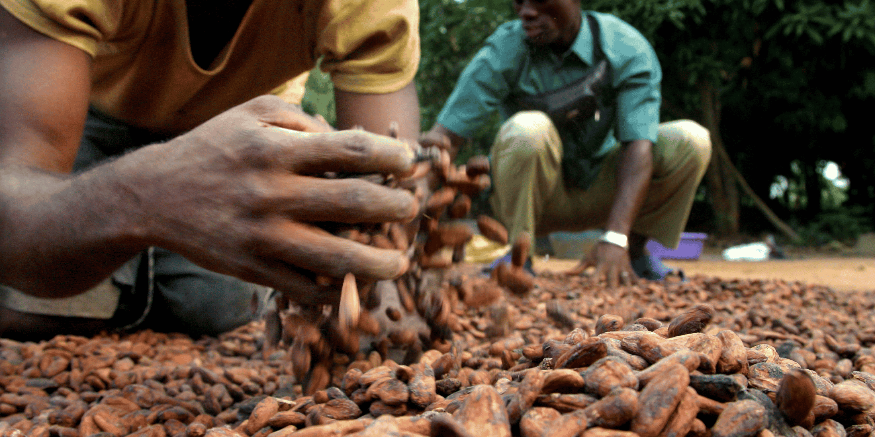 cacao