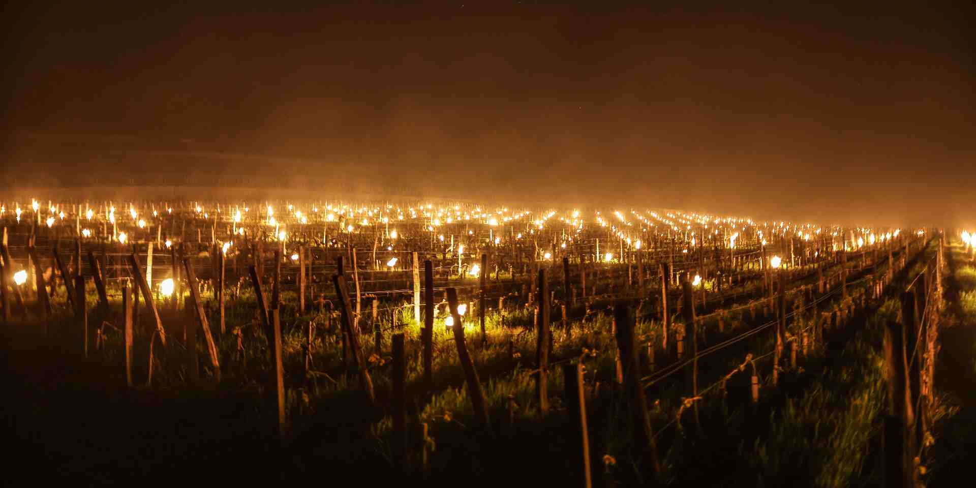 Braseros dans les vignes