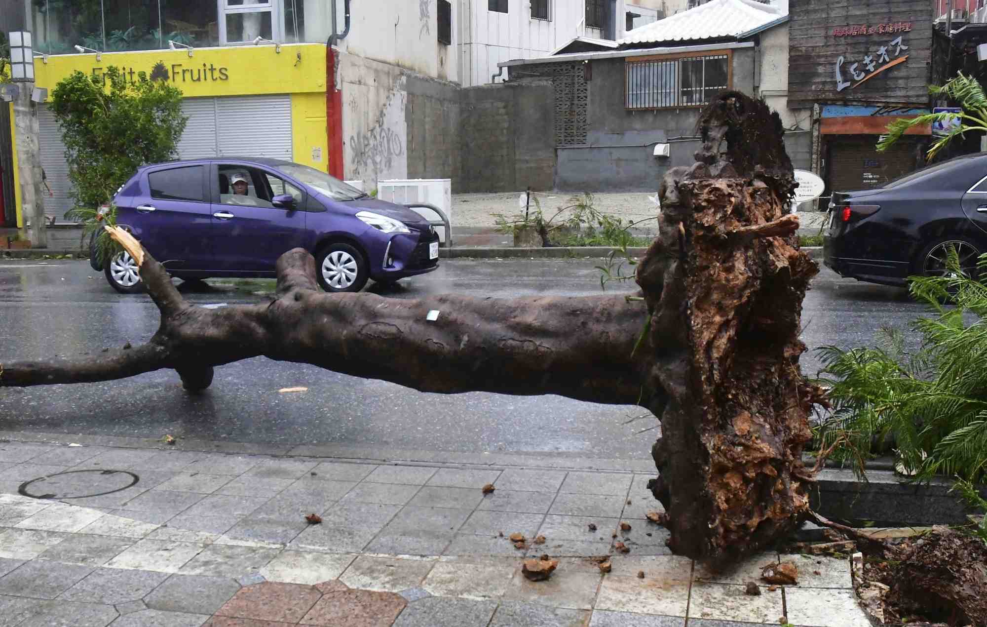 Un arbre est tombe dans une rue alors que le typhon khanun frappe la region de naha au japon