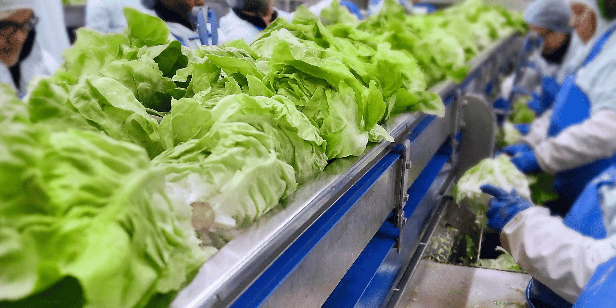 Les salades appartiennent aux quelques familles de fruits et légumes encore autorisés à une vente sous emballage plastique par le décret de juin 2023, pris en application de la loi Antigaspillage et économie circulaire (Agec).