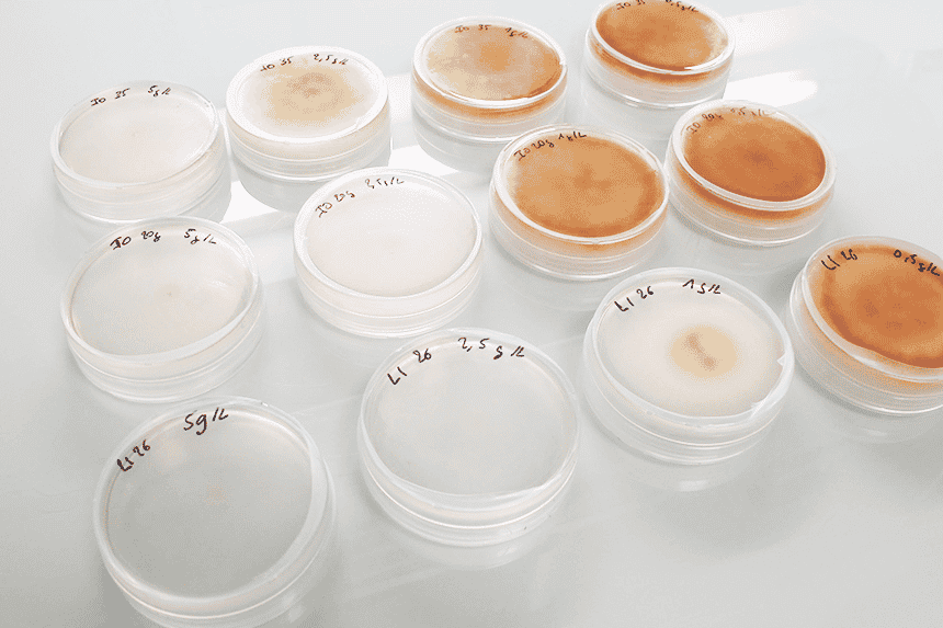 Immunrise Biocontrol a développé une microalgue antifongique capable de protéger les cultures agricoles et de remplacer les pesticides de synthèse.