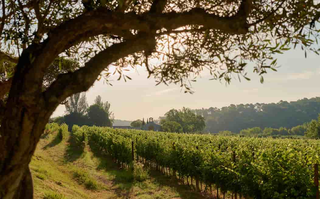 Les vignerons du Sud prévoient de s'adapter à la possible taxe Trump sur les vins et spiritueux français