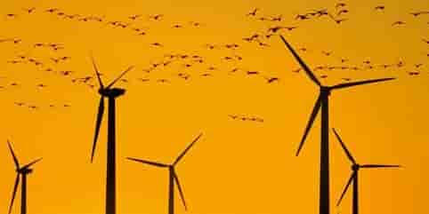 Selon le Syndicat des énergies renouvelables, une centaine des 2 900 pars éoliens en France est équipée de systèmes de détection automatique des oiseaux.