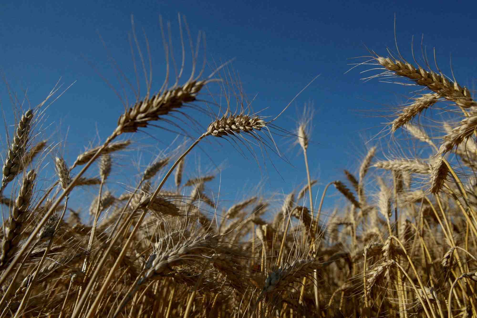 Des progres dans la gestion de la crise alimentaire, mais un accord prendra du temps, dit guterres de l'onu