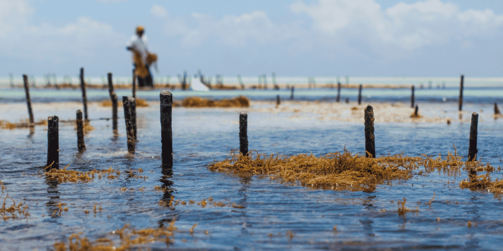algues aquaculture zanzibar