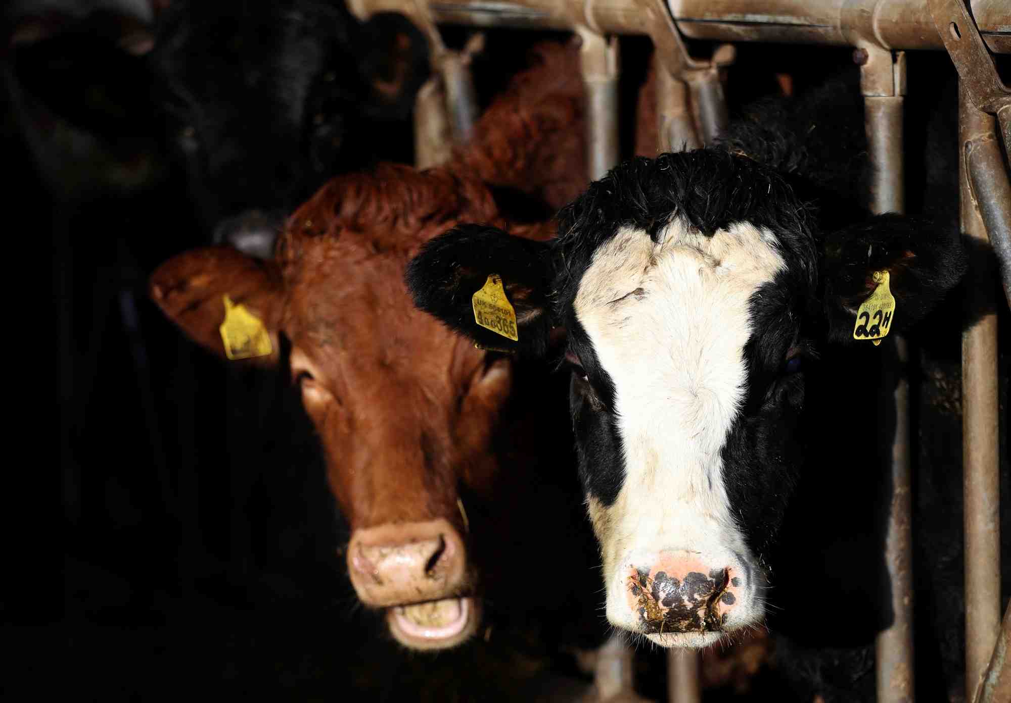 En France, aucune mesure de restriction similaire n'est pour le moment évoquée.