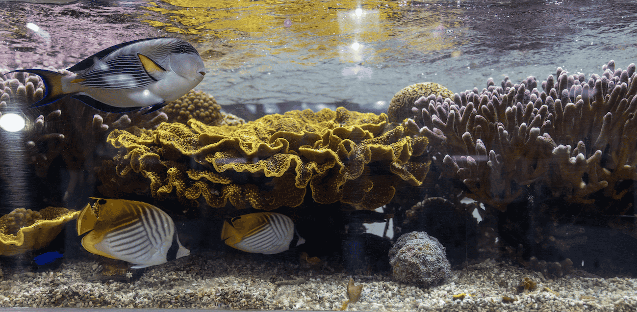 Corail CSM