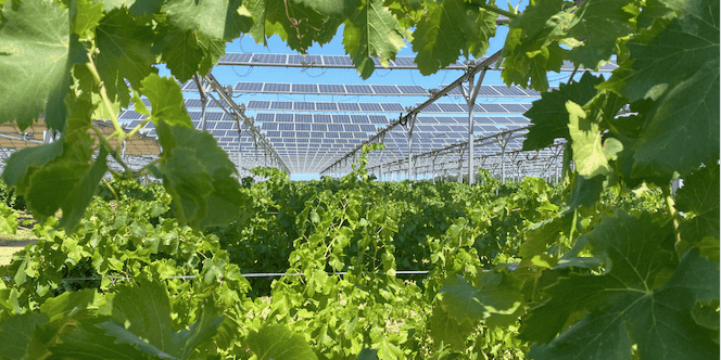 Le développeur spécialisé dans l'agrivoltaïsme Sun'Agri annonce trente projets en exploitation ou construction, sur le pourtour méditerranéen et dans la vallée du Rhône.