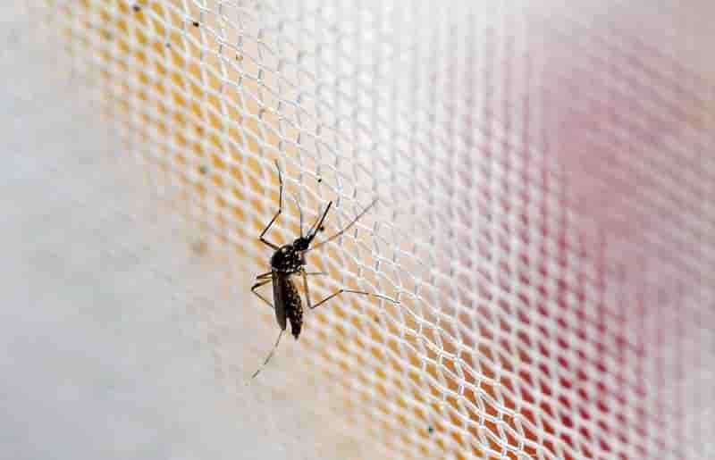 La maison blanche demande au congres 1,8 milliard de dollars face a l'epidemie de zika