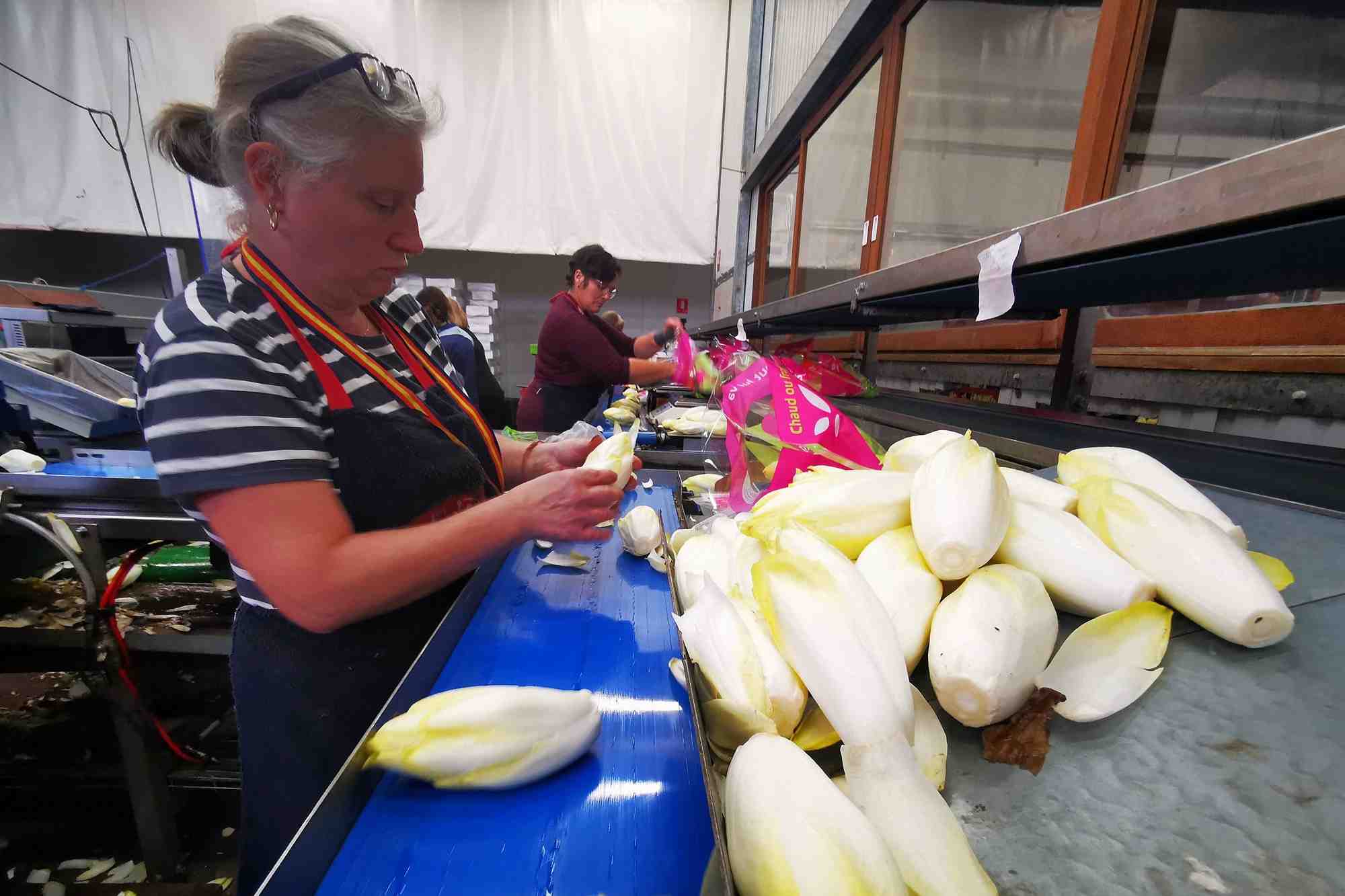 Un site de production d'endives
